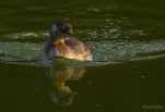 Lac-de-Grand-Lieu-Grebe-castagneux-DSC 1098