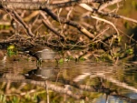 Lac-de-Grand-Lieu-poule-d-eau-DSC 7906