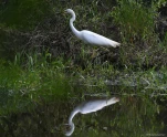 Lac-de-Grand-Lieu-grande-aigrette-5461