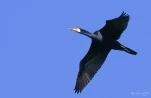 Lac-de-Grand-Lieu-Cormoran-DSC 4117-2